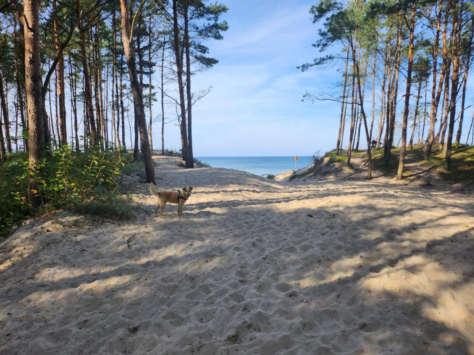 Domki Letniskowe U Zuni Chłopy Exterior foto